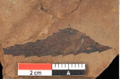 Foto (Detailsansicht) von Quercus palaeoilex Ettingshausen (NHMW-GEO-2024-0188-0899)